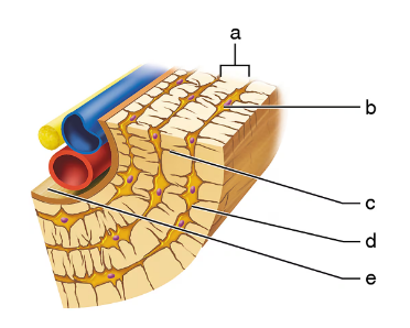 Cross-sectional diagram of bone tissue showing labeled microscopic structures including canaliculi and blood vessels.