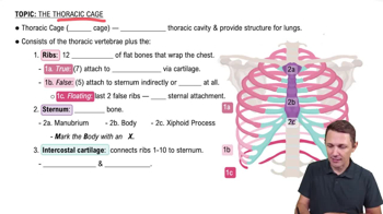 The Thoracic Cage: Ribs - Concept, Anatomy and Physiology