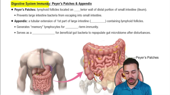 Digestive System Immunity: Peyer’s Patches & Appendix