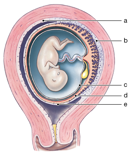 Cross-sectional diagram of a 10-week fetus showing labeled extra-embryonic membranes and endometrium regions.