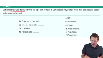 The Stomach Example 3