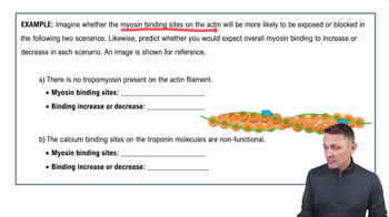 Sliding Filament Theory and the Sacromere Example 2