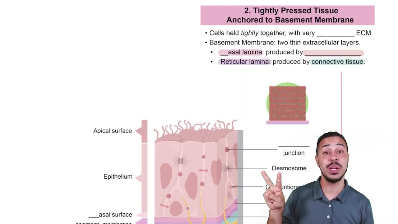 Characteristic 2: Tightly Pressed Tissue Anchored to Basement Membrane