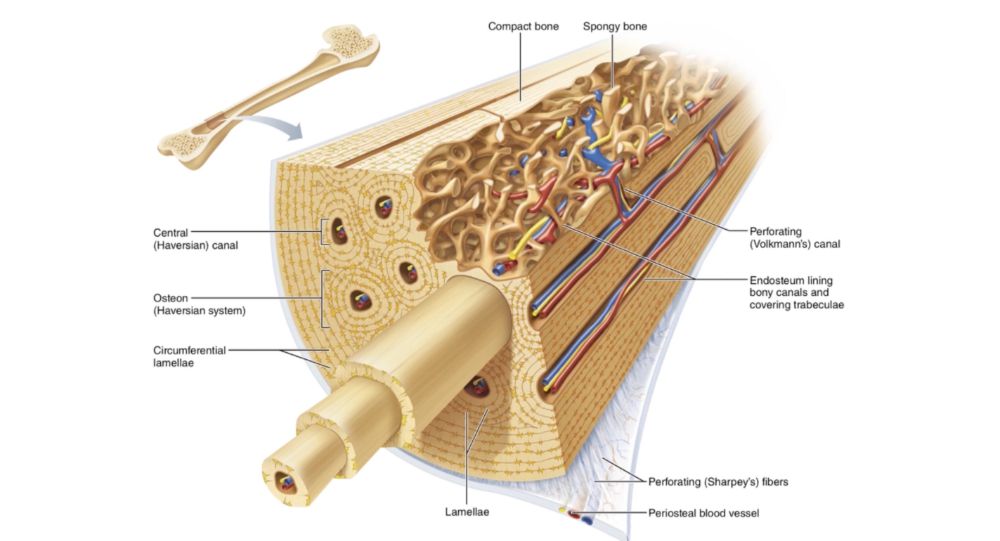 Models of long bone anatomy. Human long bone anatomy at the diaphysis