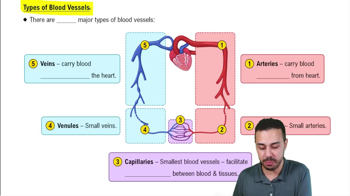 Types of Blood Vessels