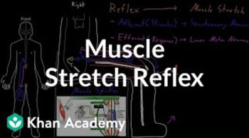 Muscle stretch reflex