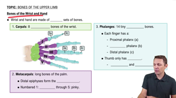 Overview of the Wrist and Hand