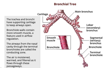 IP: Anatomy Review Animation Respiratory