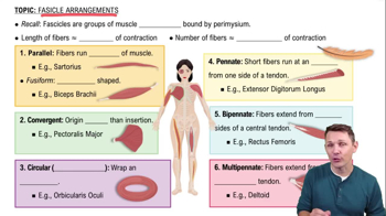 Arrangement of Fascicles in Muscles Channels for Pearson