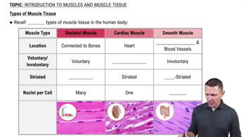 Types of Muscle Tissue