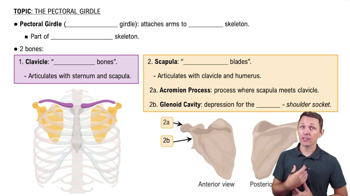 Pectoral Girdle 