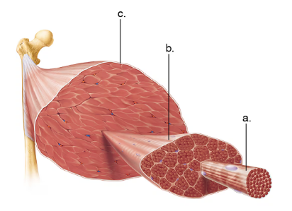 Cross-sectional illustration of skeletal muscle showing connective tissue layers from finest to coarsest wrapping muscle fibers.