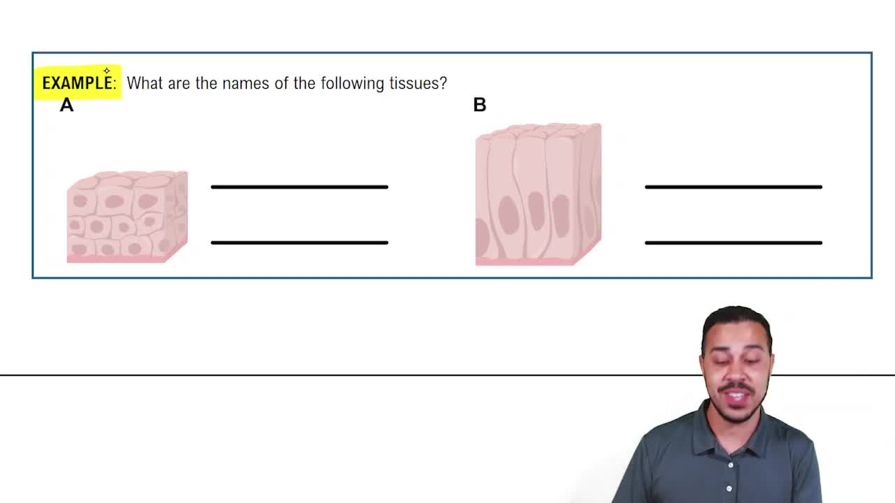 Structural Naming of Epithelial Tissue Example 1