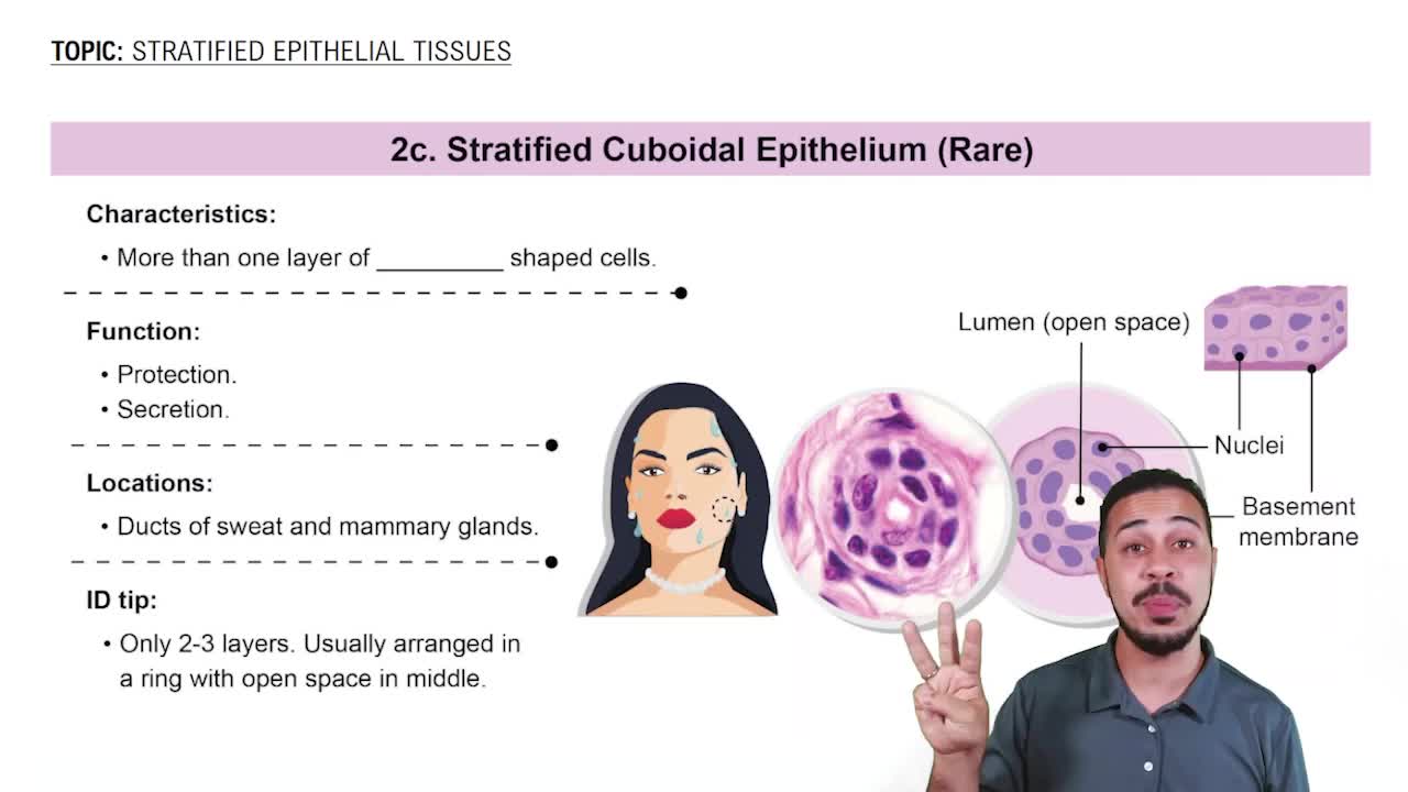 Stratified Cuboidal Epithelia