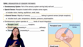 Sensory Pathways