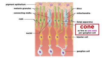 Visual Processing and the Visual Cortex