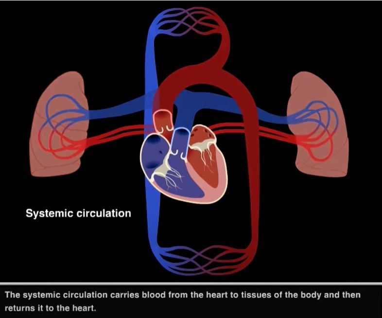 pulmonary circulation heart