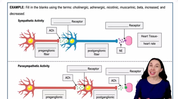 Neurotransmitters of the ANS Example 3