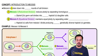 Meiosis I & Meiosis II