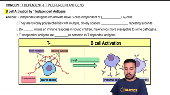 B cell Activation by T Independent Antigens