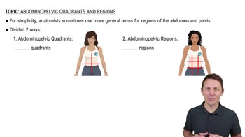 The 4 Abdominopelvic Quadrants