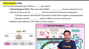 Toll-Like Receptors (TLRs)