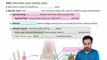 Synovial Joints