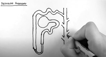 Nephron