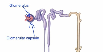 Structure of the Nephron