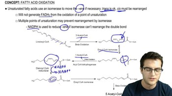 Fatty Acid Oxidation 2