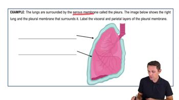 Organization of the Body: Serous Membranes Example 1