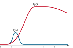 Line graph showing IgM rising first then declining, followed by a higher, sustained IgG response over time.