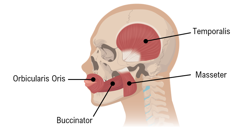 Side view diagram of head showing chewing muscles: temporalis, masseter, orbicularis oris, and buccinator labeled.