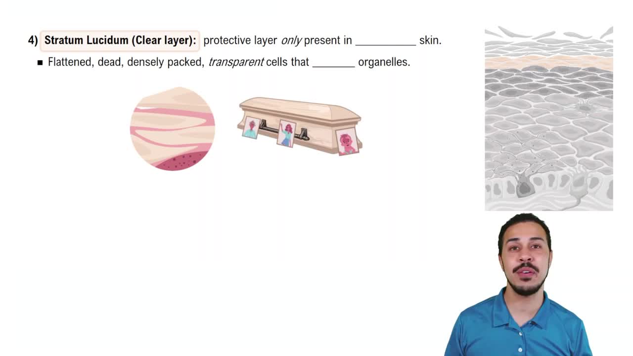 Epidermal Layers: Stratum Lucidum (Clear Layer)