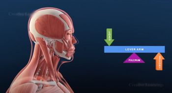 Joints and levers in the human body