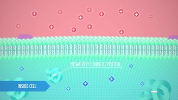 Electricity: The Nervous System