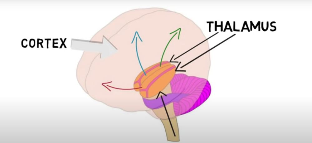 Thalamus Anatomy