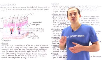 Function of the Skin