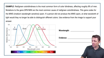 Rods, Cones, and Light Example 2