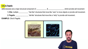 Cilia & Flagella