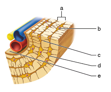 Cross-sectional illustration of bone tissue showing labeled structures including osteocytes within lacunae.