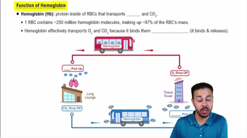 Function of Hemoglobin