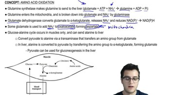 Amino Acid Oxidation 2