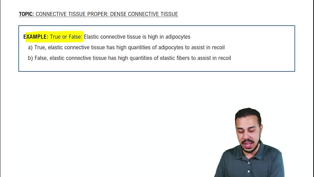 Connective Tissue Proper: Dense Connective Tissue Example 3