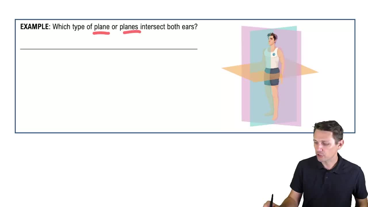 Anatomical Planes & Sections Example 1