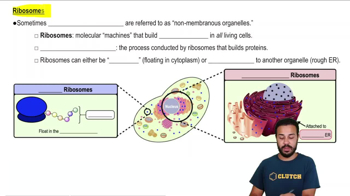 Ribosomes