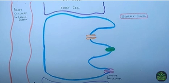 Mechanism of HCL Secretion