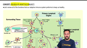 Review of Adaptive Immunity