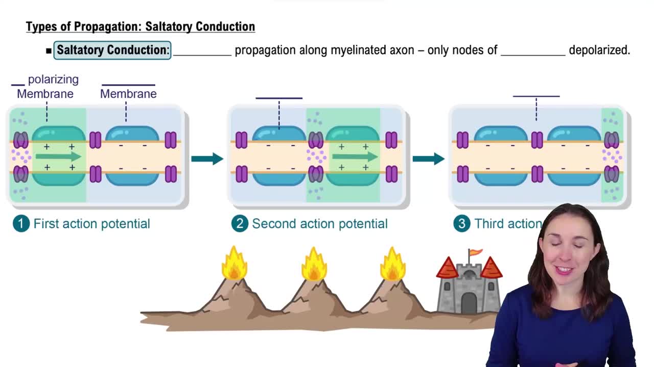 Types of Propagation: Saltatory Conduction