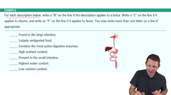 Introduction to the Digestive System Example 3